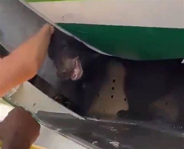 Bear escapes from crate in cargo hold of an Iraqi Airways plane in Dubai