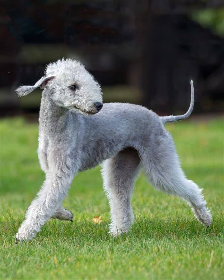 Bedlington Terrier