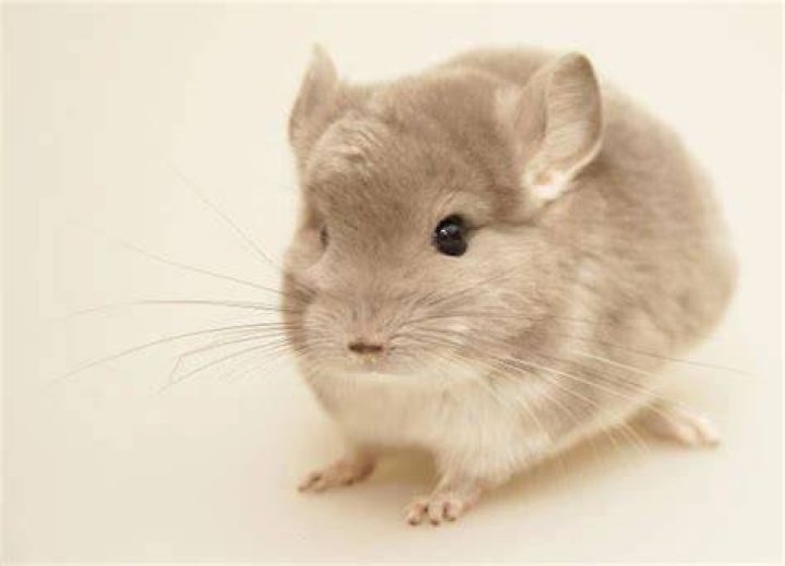 beige velvet chinchilla