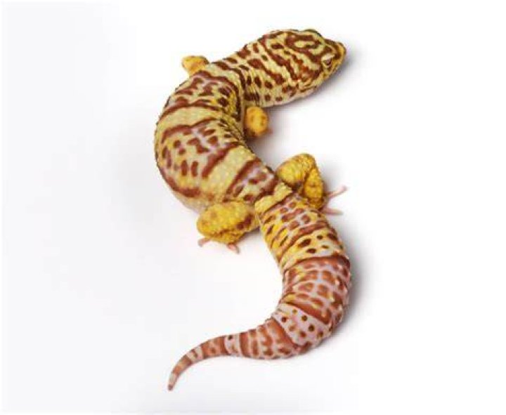 bell albino leopard gecko