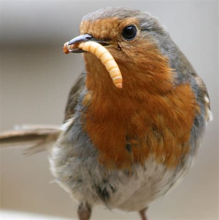 bird eating mealworm