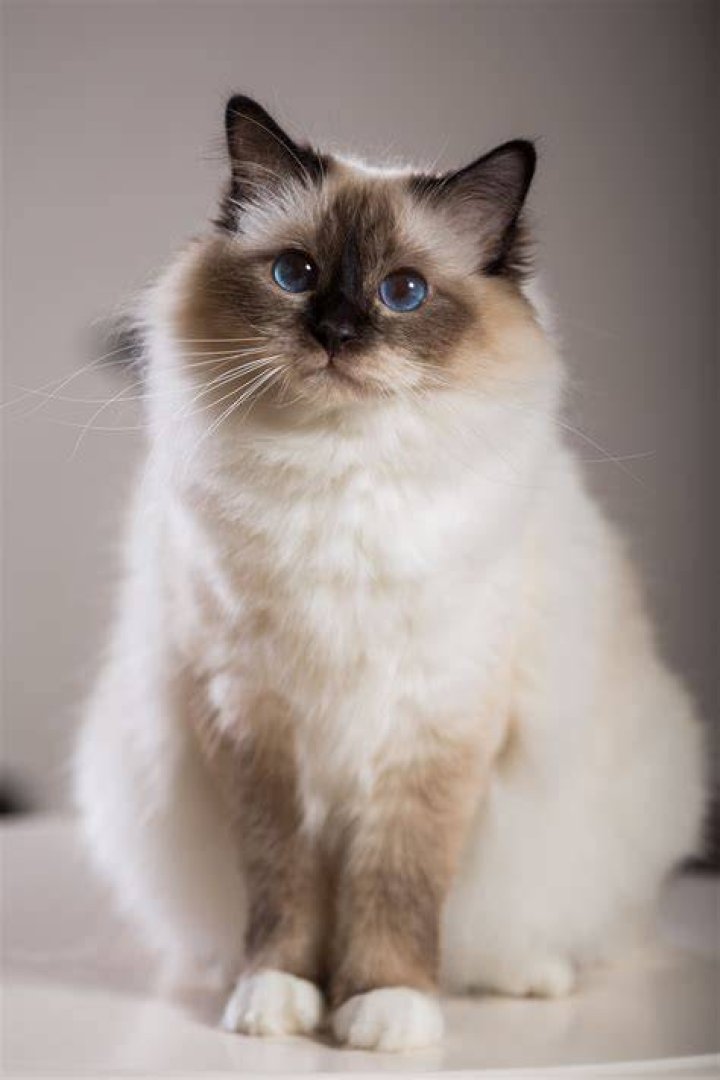 birman cat sitting outdoors