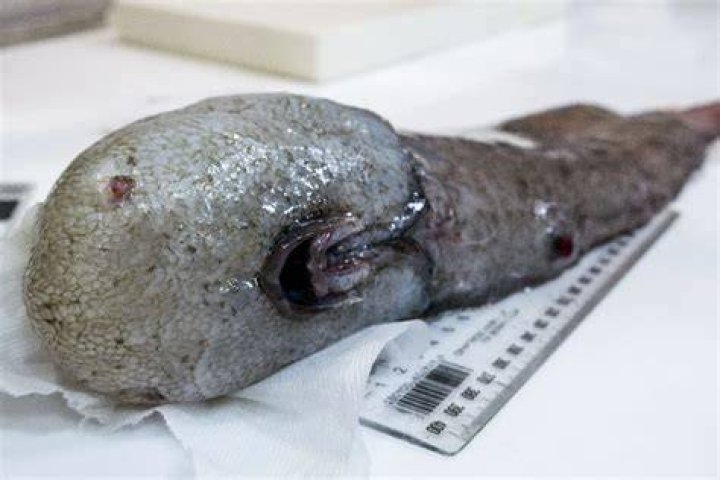 Bizarre faceless fish discovered in deep sea abyss