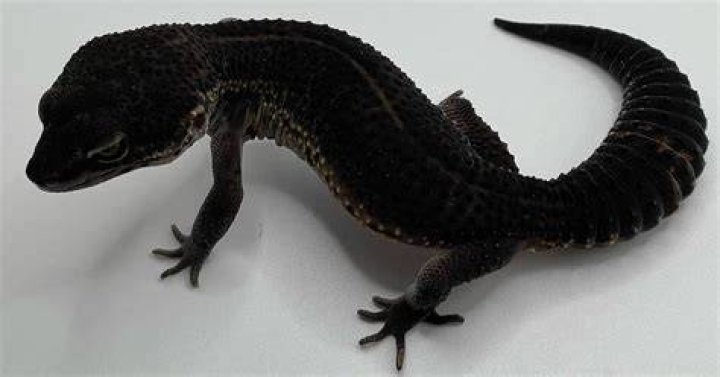 Black Night leopard gecko
