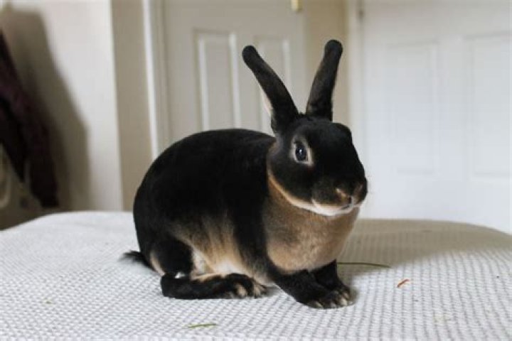 black otter rex rabbit inside the hutch