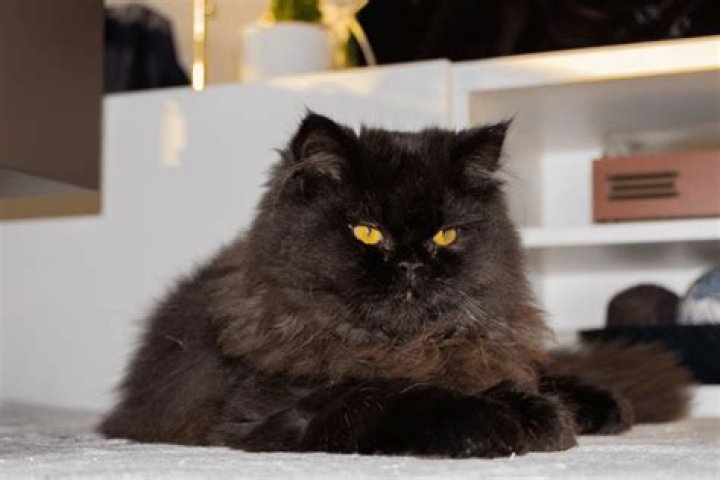 black persian cat on a cafe