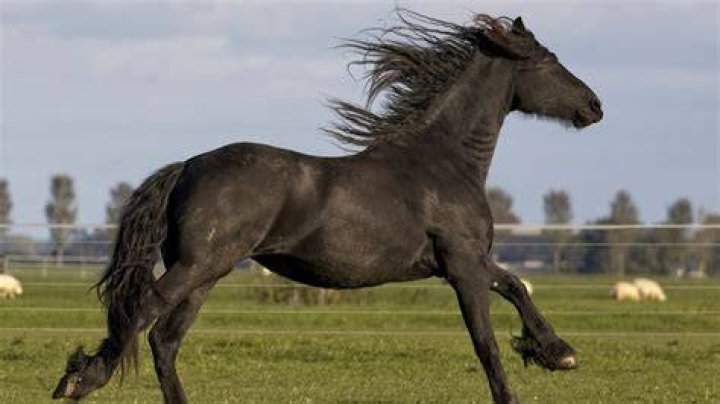 Black Stallion Nooitgedacther