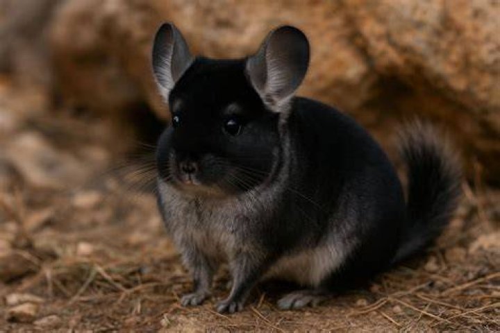 black velvet chinchilla