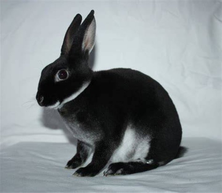 black white mini rex rabbit outdoor