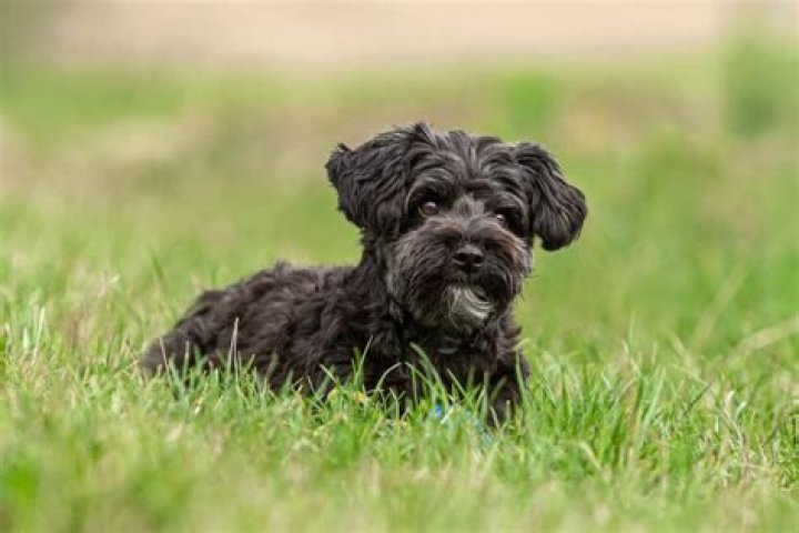 black yorkie