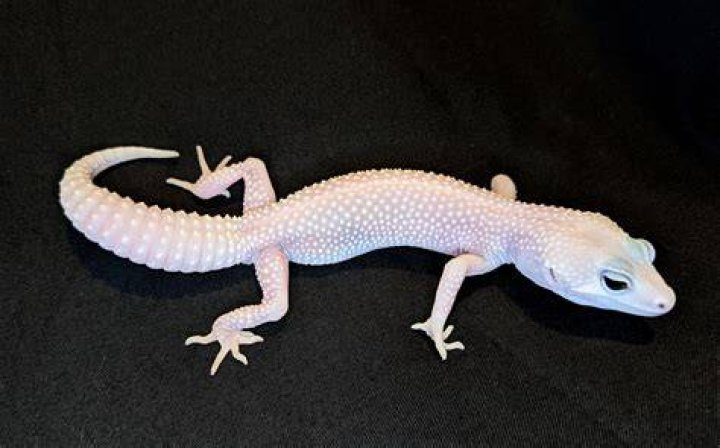 Blazing Blizzard leopard gecko