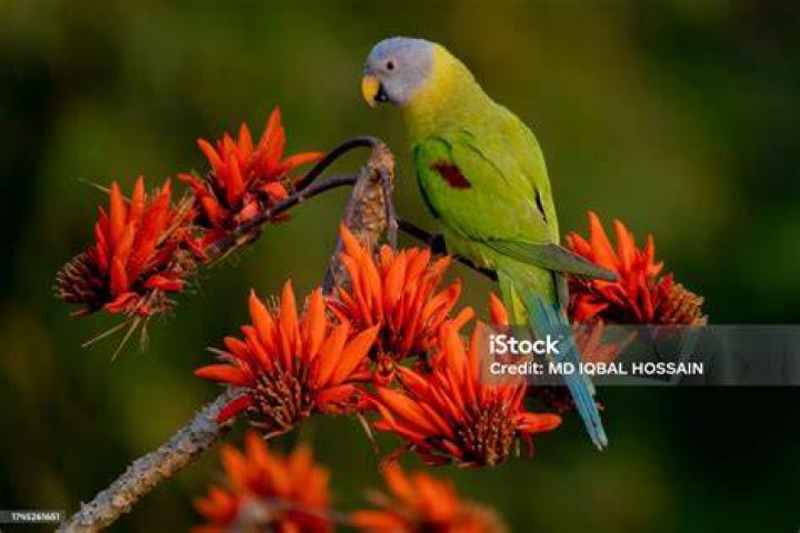 Blossom-headed Parakeet
