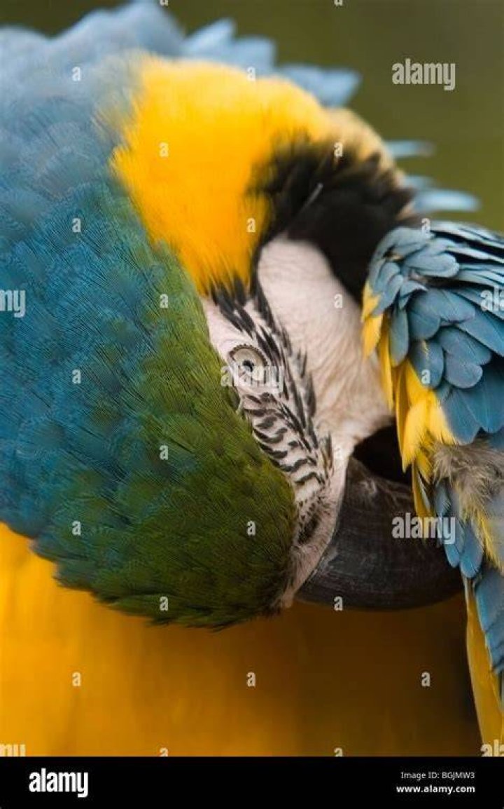 Blue and Yellow Macaw preening