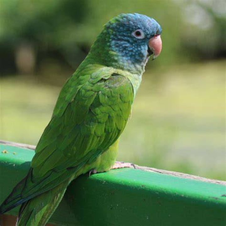 blue crowned conure in the wilderness