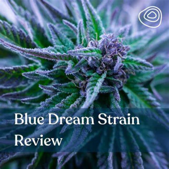 Blue Dream