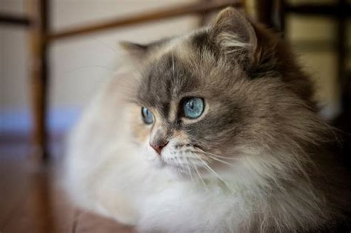 blue eyed Napoleon Minuet cat_Daves domestic cats_shutterstock2