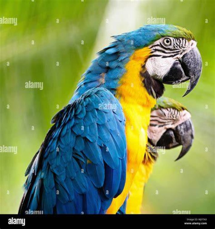 Blue Macaw side view_DE19_Shutterstock