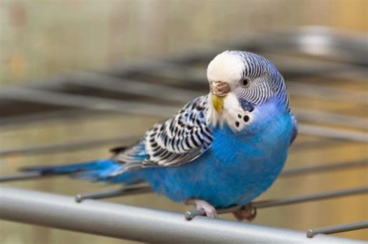 Blue Parakeet