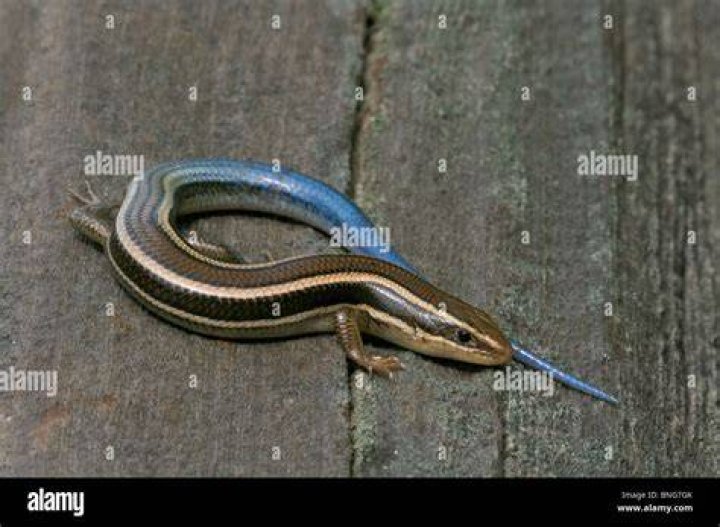 blue tailed skink in wood
