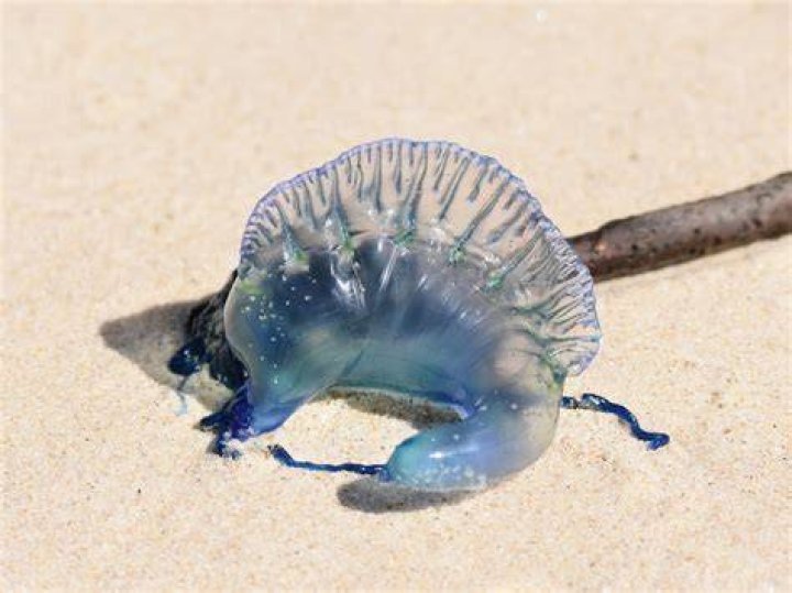 Bluebottle jellyfish have been spotted around Bay View beaches. Photo / Supplied