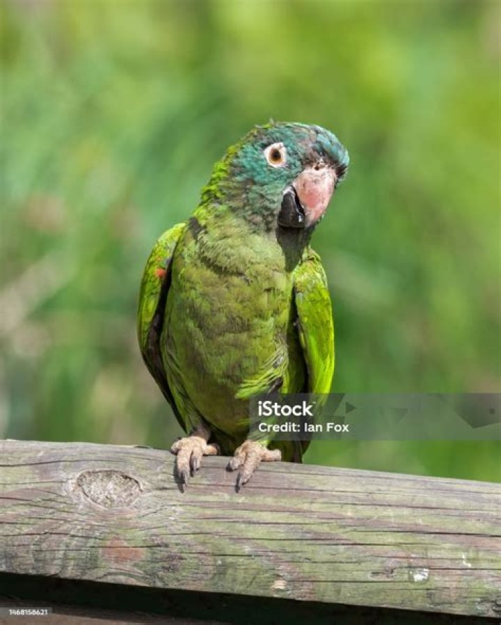 Blue-crowned Conure