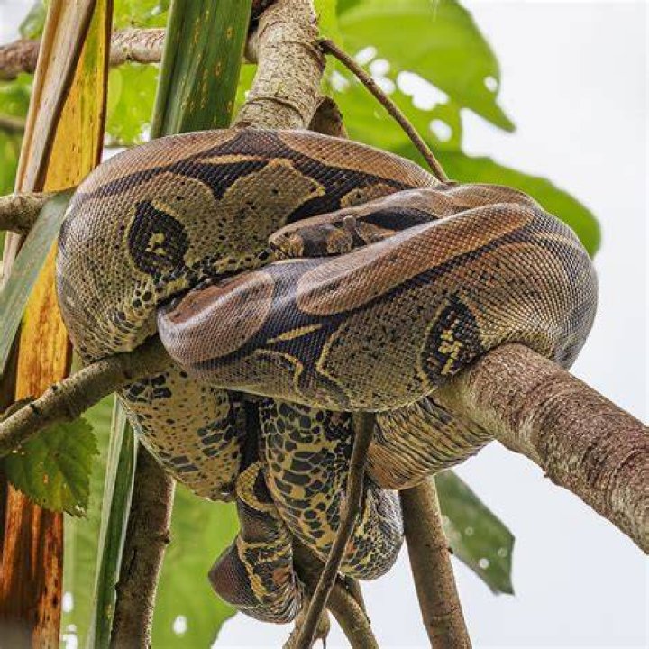Boa Constrictors Snake