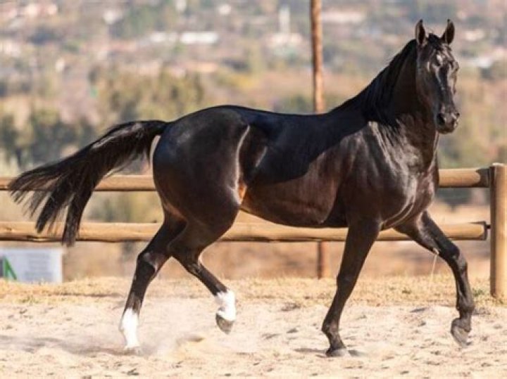 Boerperd stallion