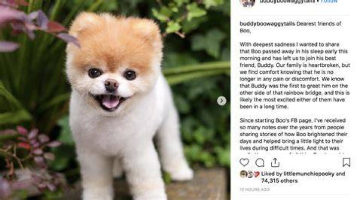 Boo The Pomeranian Dog Dies 'from A Broken Heart' BBC News atelier