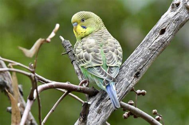 Bourke&rsquo;s Parakeet
