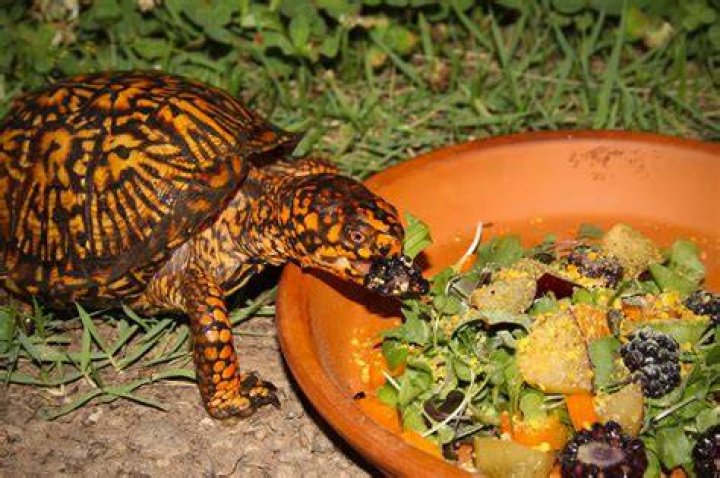 box turtle eating outdoors
