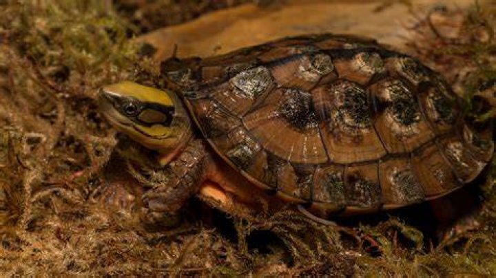 Box turtle on a tree stump