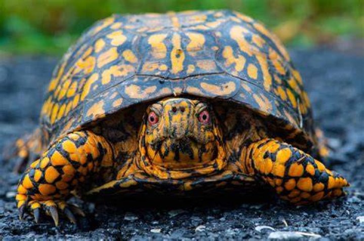 Box Turtles