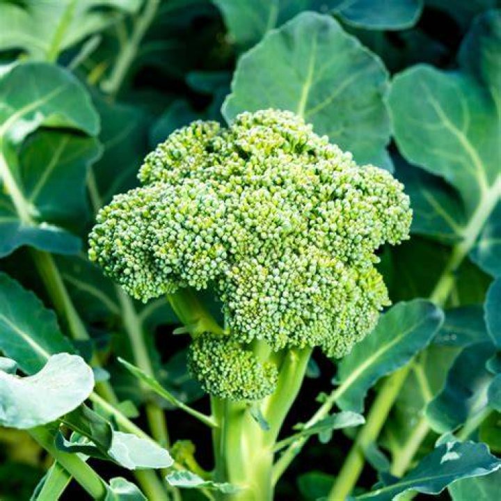 broccoli