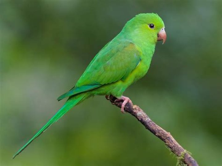 Brotogeris Parakeet