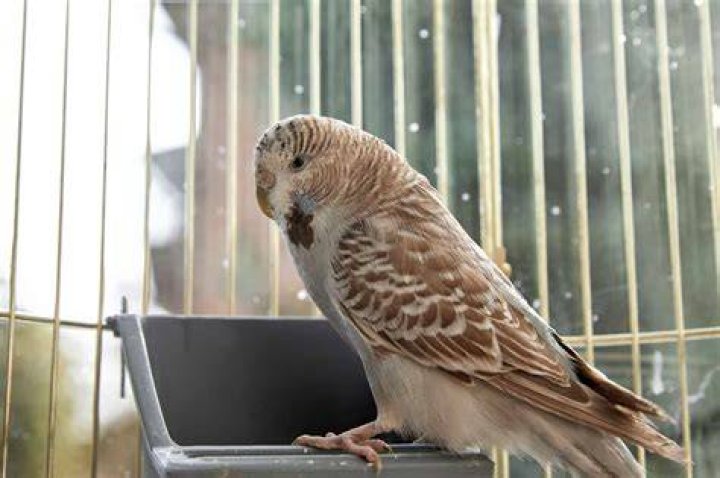 Brown Parakeet