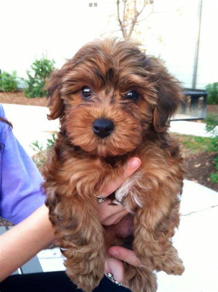 Brown Yorkie Poo standing in the grass