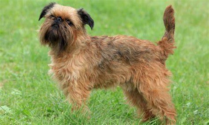 brussels griffon