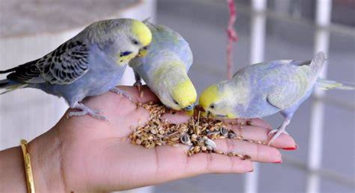 budgies eating