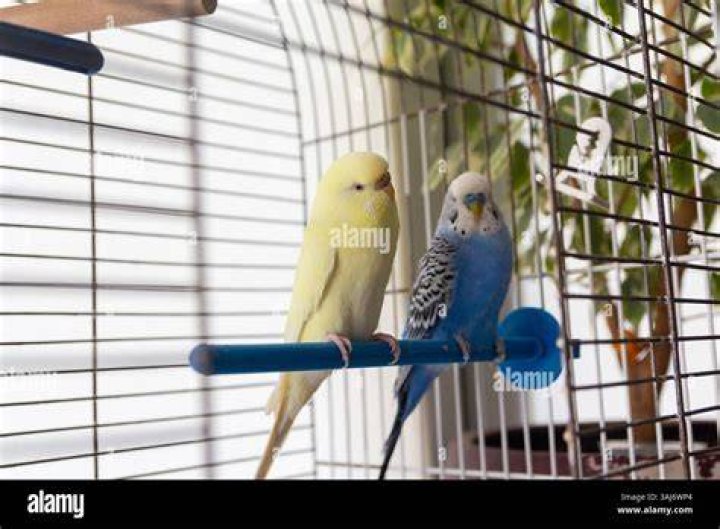 budgies inside a cage