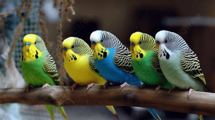 budgies