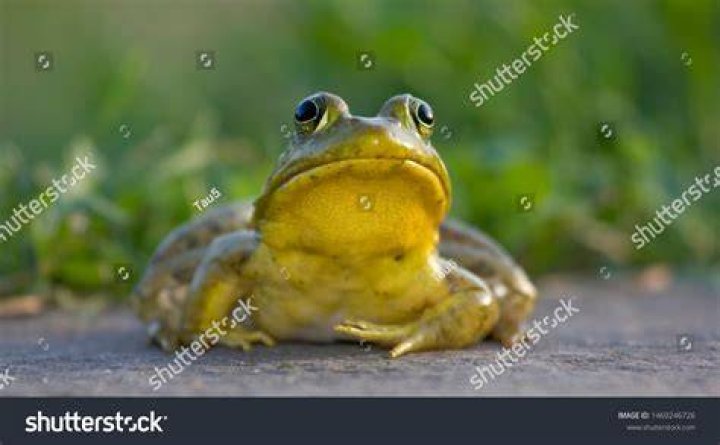 bullfrog close up
