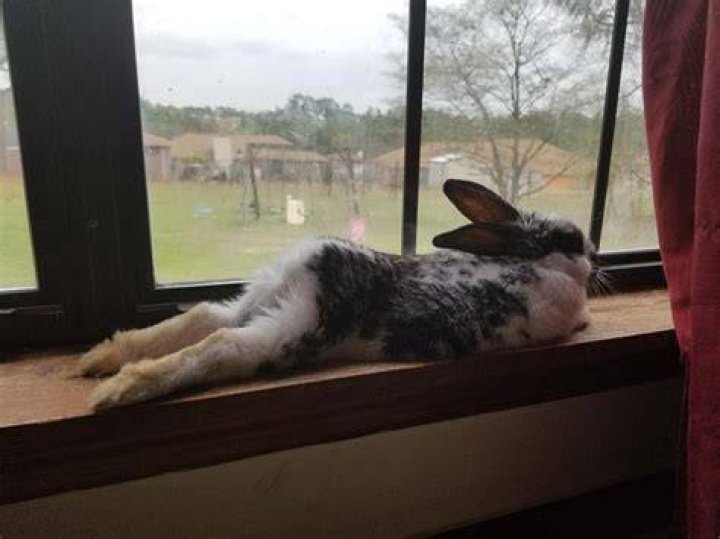 Bunny sunbathing in The Big Lebowski