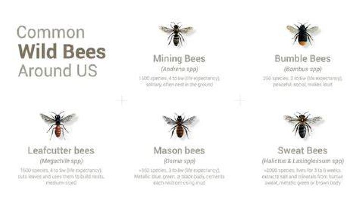 Burt&rsquo;s Bees