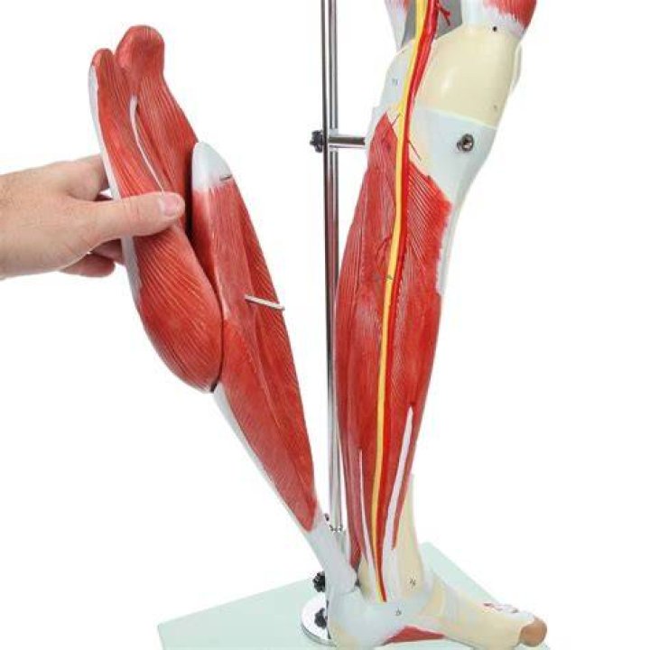 Buy WEHQ Leg Muscle Model Anatomical Lower Extremity Muscle Model