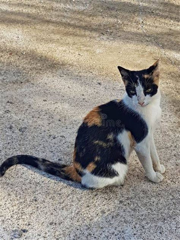 calico cat sitting outdoor