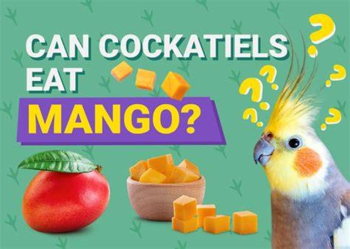 Can Cockatiels Eat Mango? Nutritional Facts & FAQ (Vet Answer)
