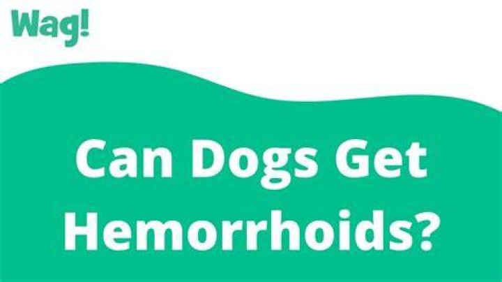 Can Dogs Get Bleeding Piles