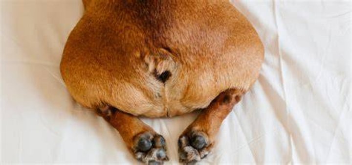Can Dogs Get Hemorrhoids? What You Need to Know