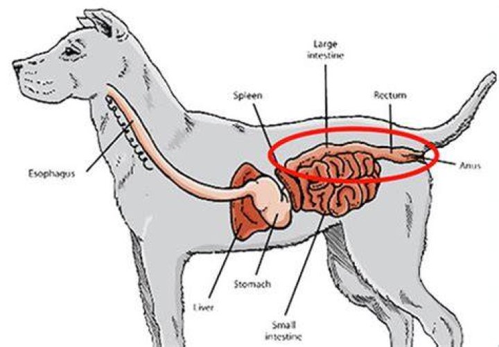 Can Dogs Get Hemorrhoids?