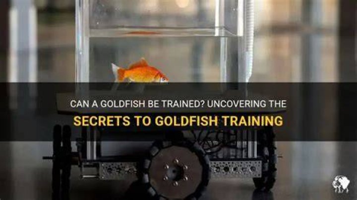Can Goldfish Be Trained? Facts & FAQs